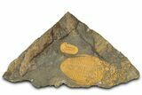 Two Bright-Orange Trilobites (Ormathops sp & Prionocheilus?) #353407-1
